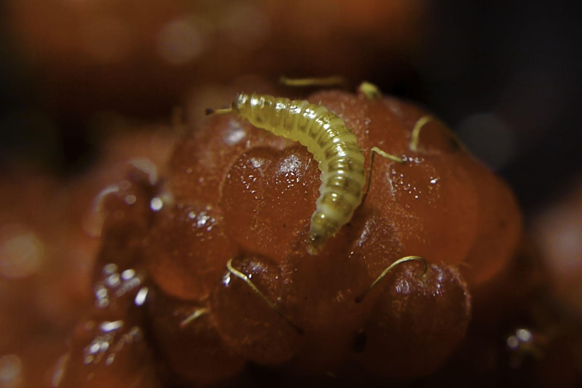 Gusano blanco sobre una franbuesa.