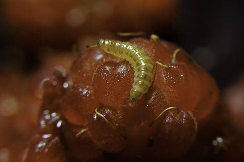 Gusano blanco sobre una franbuesa.