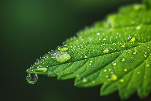 Tres infusiones para limpiar el riñón de forma natural y efectiva